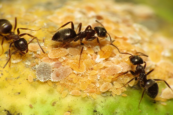 Black Ants Bite Causes Symptoms And Treatment Pest Corner   Black Ants Bite 1 